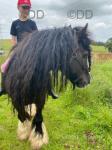 14.1hh Ride and Drive Gelding 