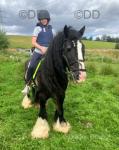 14.1hh Ride and Drive Gelding 