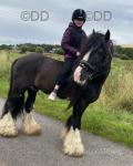 14.1hh Ride and Drive Gelding 