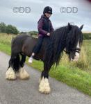 14.1hh Ride and Drive Gelding 