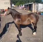 11hh Mare