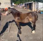 11hh Mare