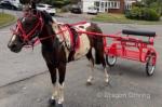 14.2hh Ride and Drive Mare with Cart and Harness