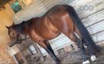 Rustom, 16.2hh Riding Gelding 