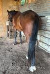 Rustom, 16.2hh Riding Gelding 