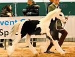 Vines Rikardo, Gelding 