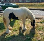 12.2hh Mare 