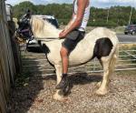 12.2hh Mare 