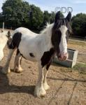 Raven, 12.2hh Mare