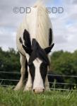 Raven, 12.2hh Mare