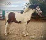 Gelding