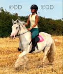Blueberry, 13.3hh Ride and Drive Mare