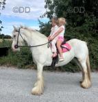 Blueberry, 13.3hh Ride and Drive Mare