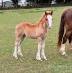 Welsh Section C Filly Foal