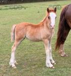 Welsh Section C Filly Foal