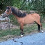 Crumpet, Dartmoor Gelding 