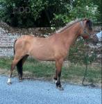 Crumpet, Dartmoor Gelding 