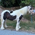 Teddy, Gelding 