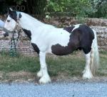 Teddy, Gelding 