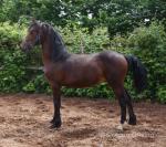 Welsh Section D Yearling Colt 