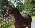 Welsh Section D Yearling Colt 