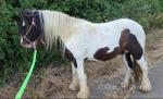 Barry, Gelding 