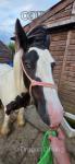 Barry, Gelding 