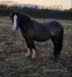 13hh Riding Gelding