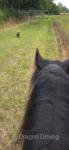 13hh Riding Gelding