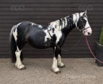 Mickey, 12.1hh Gelding 