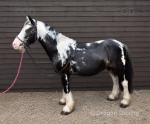 Mickey, 12.1hh Gelding 