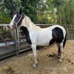WPB Filly