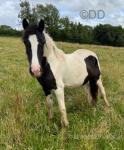WPB Filly