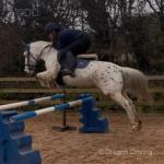 Spot, 13.1hh Riding Gelding 