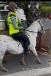 Spot, 13.1hh Riding Gelding 
