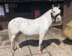 Spot, 13.1hh Riding Gelding 