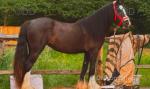 Filly