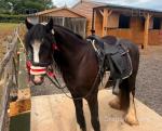 Filly