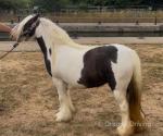 11.3hh Mare