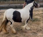 11.3hh Mare