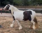 11.3hh Mare