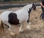 11.3hh Mare
