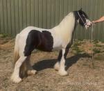 11.1hh Mare