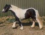 11.1hh Mare