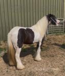 11.1hh Mare