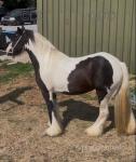 11.1hh Mare