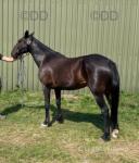 16.2hh Mare in Foal