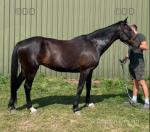 16.2hh Mare in Foal