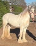 16.2hh Mare in Foal