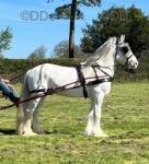 16.2hh Mare in Foal
